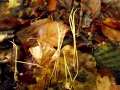 Macrotyphula filiformis - Gewhnliche Binsenkeule - Weferlingen