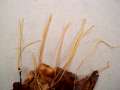 Macrotyphula filiformis - Gewhnliche Binsenkeule - Weferlingen