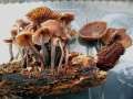 Marasmiellus foetidus - Gemeiner Stinkschwindling - Weferlingen