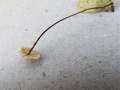 Marasmius bulliardii - Seitenspross-Schwindling - Hodingen