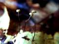 Marasmius&nbsp;bulliardii&nbsp;-&nbsp;K�sepilzchen&nbsp;-&nbsp;H�dingen