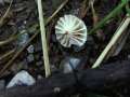 Marasmius rotula - Halsband Schwindling - Hdingen