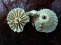 Marasmius rotula - Halsband Schwindling - Hdingen