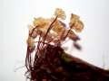 Marasmius rotula - Halsband-Schwindling - Hdingen