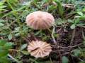 Marasmius curreyi - Orangertlicher Schwindling - Hdingen