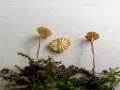 Marasmius curreyi - Orangertlicher Schwindling - Hdingen