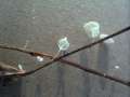 Marasmius setosus - Laubschwindling - Hohenwarthe