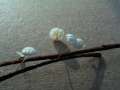 Marasmius setosus - Laubschwindling - Hohenwarthe