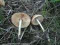 Marasmius oreades - Nelken Schwindling - Klinze