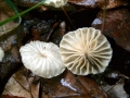 Marasmius&nbsp;rotula&nbsp;-&nbsp;Halsband Schwindling&nbsp;-&nbsp;Walbeck