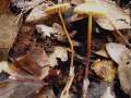 Marasmius cohaerens - Hornstiel-Schwindling - Walbeck