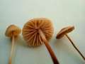 Marasmius cohaerens - Hornstiel-Schwindling - Walbeck