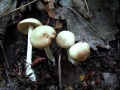 Marasmius oreades - Nelken Schwindling - Weferlingen