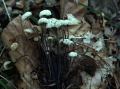 Marasmius rotula - Halsband Schwindling - Weferlingen