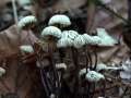 Marasmius rotula - Halsband Schwindling - Weferlingen