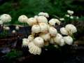 Marasmius rotula - Halsband-Schwindling - Weferlingen