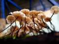 Marasmius rotula - Halsband-Schwindling - Weferlingen
