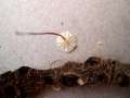 Marasmius epiphyllus - Aderblttriger Schwindling - Weferlingen