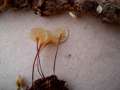 Marasmius epiphyllus - Aderblättriger Schwindling - Weferlingen