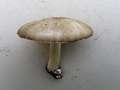 Megacollybia platyphylla - Breitblttriger Rbling - Flechtingen