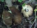 Megacollybia platyphylla - Breitblttriger Faserrbling - Hdingen