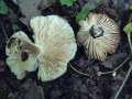Megacollybia platyphylla - Breitblttriger Faserrbling - Hdingen