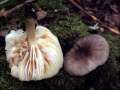 Megacollybia platyphylla - Breitblttriger Faserrbling - Weferlingen