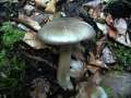 Megacollybia platyphylla - Breitblttriger Faserrbling - Weferlingen