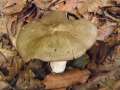 Megacollybia platyphylla - Breitblttriger Faserrbling - Weferlingen