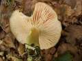 Megacollybia platyphylla - Breitblttriger Faserrbling - Weferlingen
