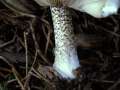 Melanoleuca verrucipes - Flockenstieliger Weichritterling - Hdingen