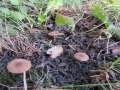 Melanophyllum haematospermum - Blutblttriger Zwergschirmling - Hdingen