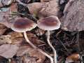 Meottomyces&nbsp;dissimulans&nbsp;-&nbsp;Winter-Sch�ppling&nbsp;-&nbsp;H�dingen