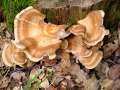 Meripilus giganteus - Riesen Porling - Hdingen