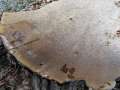Meripilus giganteus - Riesen Porling - Schwanefeld