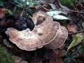 Meripilus giganteus - Riesen -Porling - Weferlingen