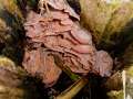 Phlebia&nbsp;tremellosa&nbsp;-&nbsp;Gallertfleischiger F�ltling&nbsp;-&nbsp;H�dingen