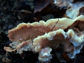 Phlebia tremellosa - Gallertfleischiger Fltling - Weferlingen