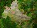 Erysiphe alphitoides - Eichenmehltau - Walbeck