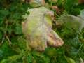 Erysiphe alphitoides - Eichenmehltau - Walbeck
