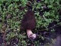 Morchella conica - Spitz Morchel - Helmstedt