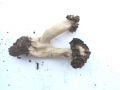 Morchella&nbsp;semilibera&nbsp;-&nbsp;Halbfreie Morchel&nbsp;-&nbsp;Weferlingen
