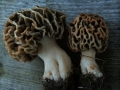 Morchella esculenta - Speise Morchel - Weferlingen