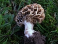 Morchella esculenta - Speise Morchel - Weferlingen