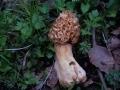 Morchella esculenta - Speise Morchel - Weferlingen