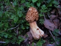 Morchella esculenta - Speise Morchel - Weferlingen