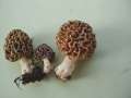 Morchella esculenta - Speise Morchel - Weferlingen