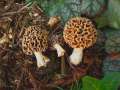 Morchella esculenta - Speise Morchel - Weferlingen