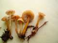 Mycena olivaceomarginata - Braunschneidiger Grashelmling - Helmstedt