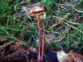 Mycena&nbsp;crocata&nbsp;-&nbsp;Gelbmilchender Helmling&nbsp;-&nbsp;H�dingen